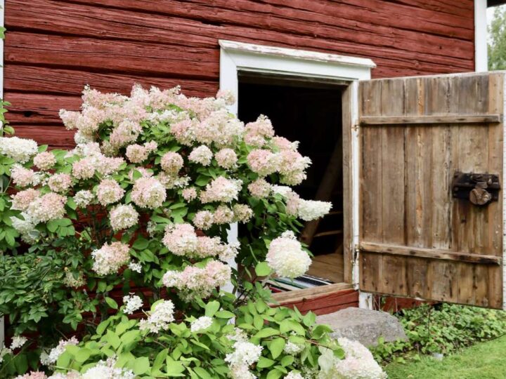 Eurajoki kutsuu kylään – 32 pihaa avoinna vierailijoille elokuun ensimmäisenä viikonloppuna