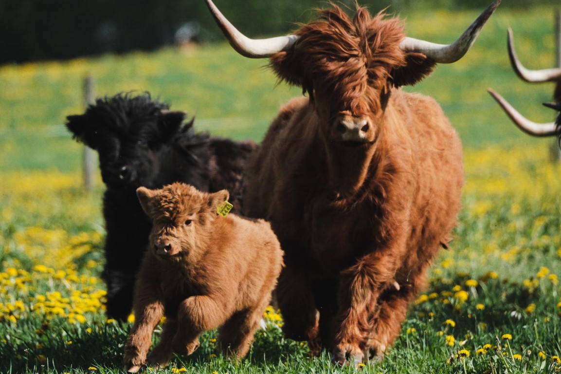 Lähiruokapäivänä maaseutu tarjoaa parastaan