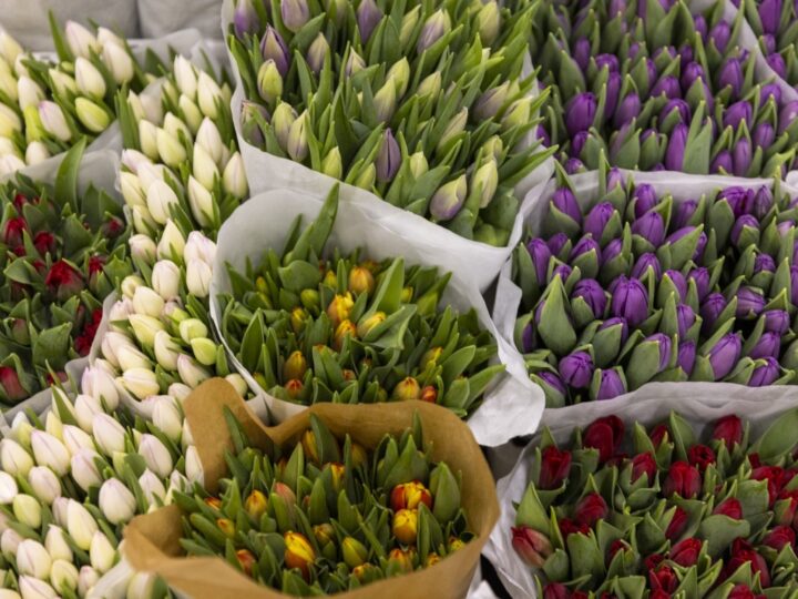 Kevätmessujen vetonaulana Ideapiha