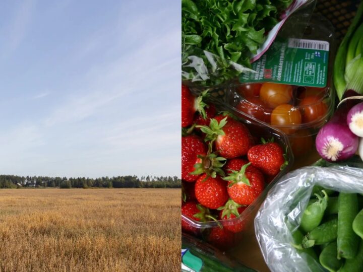 Kajaanissa tehdään ruokaketjua tutuksi